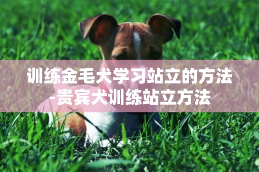 訓練金毛犬學習站立的方法-貴賓犬訓練站立方法