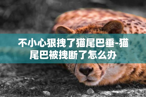 不小心狠拽了貓尾巴垂-貓尾巴被拽斷了怎么辦