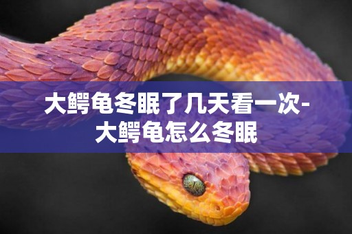 大鱷龜冬眠了幾天看一次-大鱷龜怎么冬眠