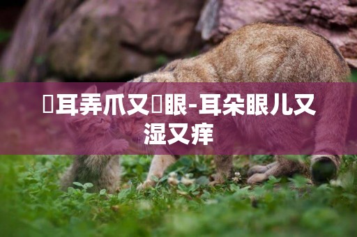 撥耳弄爪又撓眼-耳朵眼兒又濕又癢