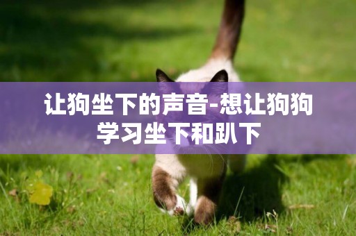 讓狗坐下的聲音-想讓狗狗學習坐下和趴下