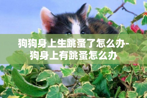 狗狗身上生跳蚤了怎么辦-狗身上有跳蚤怎么辦