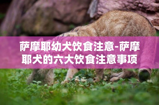 薩摩耶幼犬飲食注意-薩摩耶犬的六大飲食注意事項