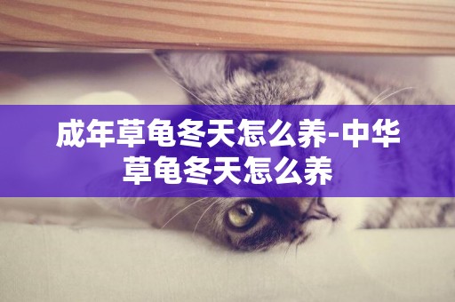 成年草龜冬天怎么養-中華草龜冬天怎么養