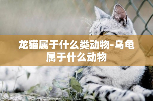 龍貓屬于什么類動物-烏龜屬于什么動物
