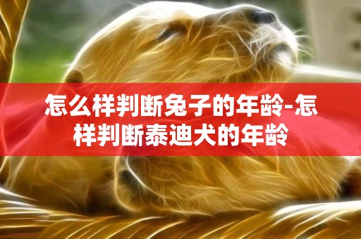 怎么樣判斷兔子的年齡-怎樣判斷泰迪犬的年齡