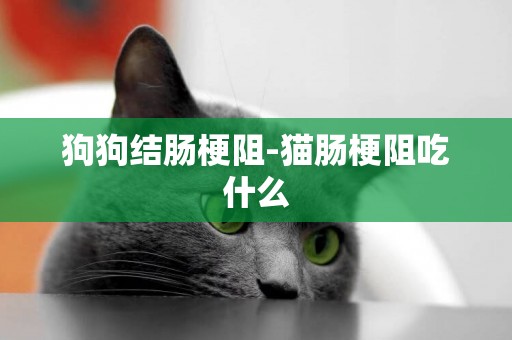 狗狗結腸梗阻-貓腸梗阻吃什么