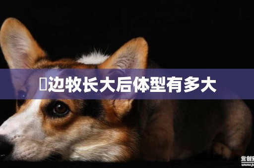 ?邊牧長大后體型有多大