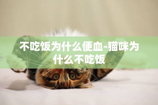 不吃飯為什么便血-貓咪為什么不吃飯