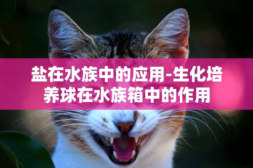 鹽在水族中的應用-生化培養球在水族箱中的作用