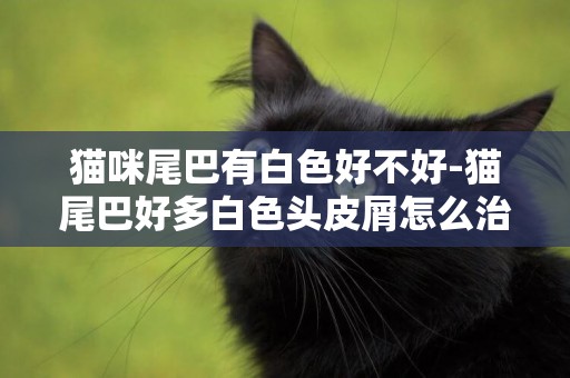 貓咪尾巴有白色好不好-貓尾巴好多白色頭皮屑怎么治