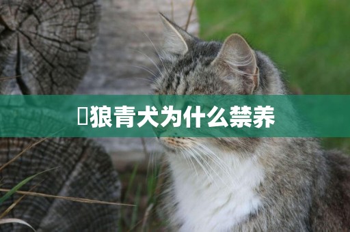 ?狼青犬為什么禁養