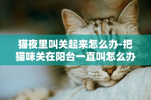 貓夜里叫關起來怎么辦-把貓咪關在陽臺一直叫怎么辦