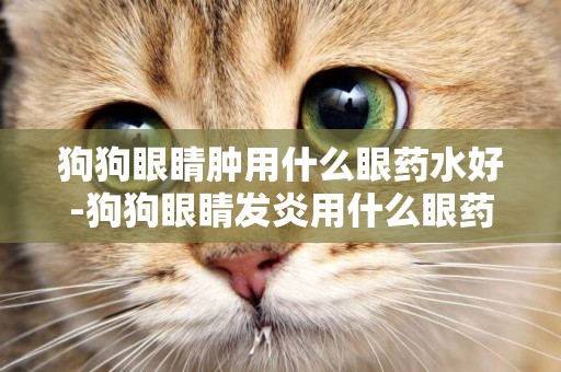 狗狗眼睛腫用什么眼藥水好-狗狗眼睛發炎用什么眼藥水