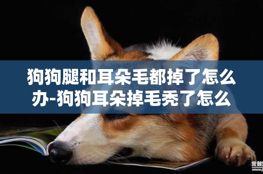 狗狗腿和耳朵毛都掉了怎么辦-狗狗耳朵掉毛禿了怎么治療