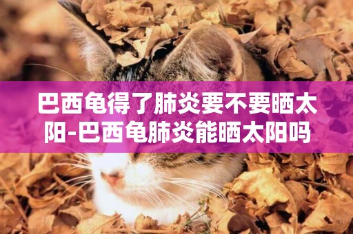 巴西龜得了肺炎要不要曬太陽-巴西龜肺炎能曬太陽嗎