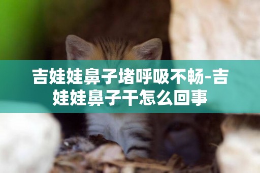 吉娃娃鼻子堵呼吸不暢-吉娃娃鼻子干怎么回事