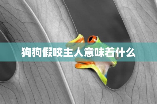 狗狗假咬主人意味著什么