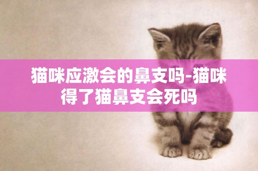 貓咪應激會的鼻支嗎-貓咪得了貓鼻支會死嗎