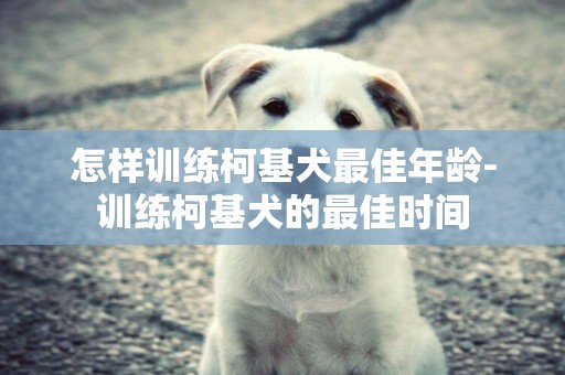 怎樣訓練柯基犬最佳年齡-訓練柯基犬的最佳時間