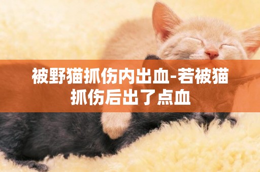 被野貓抓傷內出血-若被貓抓傷后出了點血