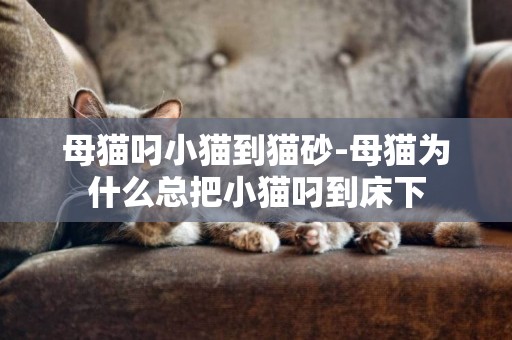 母貓叼小貓到貓砂-母貓為什么總把小貓叼到床下