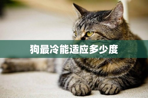 狗最冷能適應多少度