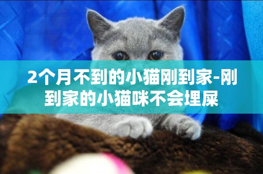 2個月不到的小貓剛到家-剛到家的小貓咪不會埋屎