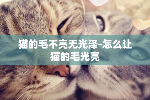 貓的毛不亮無光澤-怎么讓貓的毛光亮
