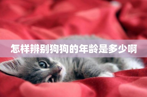 怎樣辨別狗狗的年齡是多少啊