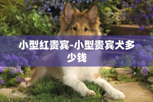 小型紅貴賓-小型貴賓犬多少錢