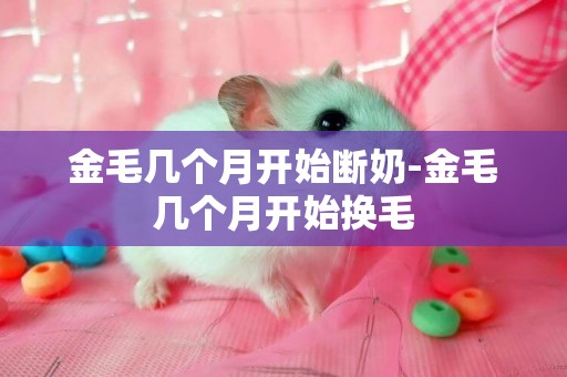 金毛幾個月開始斷奶-金毛幾個月開始換毛
