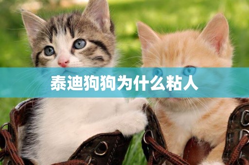 泰迪狗狗為什么粘人
