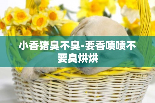 小香豬臭不臭-要香噴噴不要臭烘烘