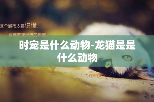 時寵是什么動物-龍貓是是什么動物