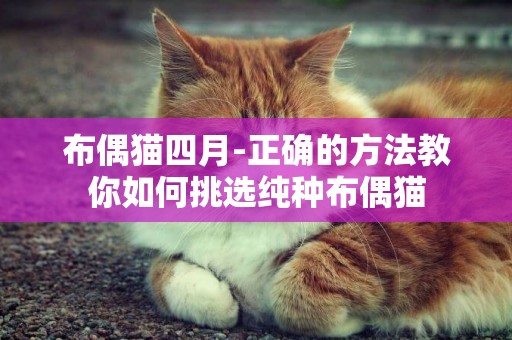 布偶貓四月-正確的方法教你如何挑選純種布偶貓