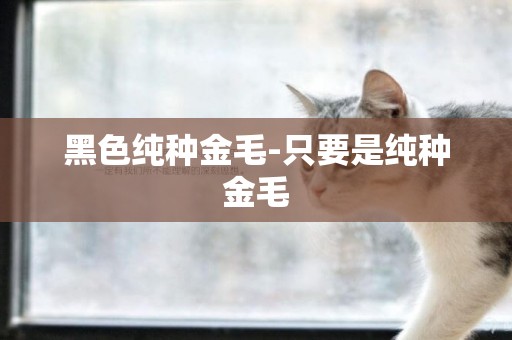 黑色純種金毛-只要是純種金毛