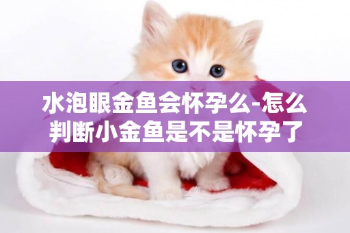 水泡眼金魚會懷孕么-怎么判斷小金魚是不是懷孕了