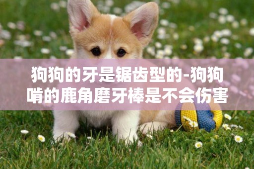 狗狗的牙是鋸齒型的-狗狗啃的鹿角磨牙棒是不會傷害小鹿的
