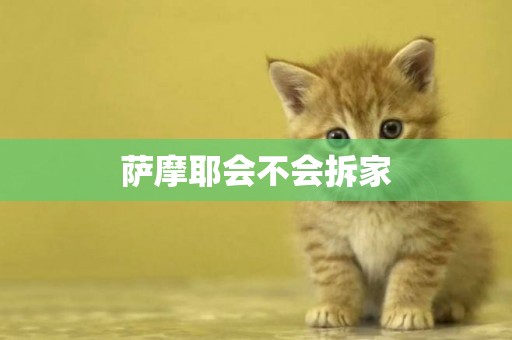 薩摩耶會不會拆家