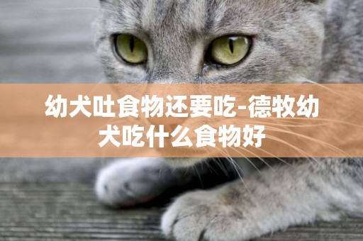 幼犬吐食物還要吃-德牧幼犬吃什么食物好