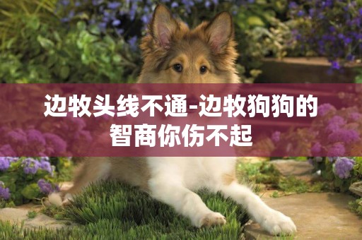 邊牧頭線不通-邊牧狗狗的智商你傷不起
