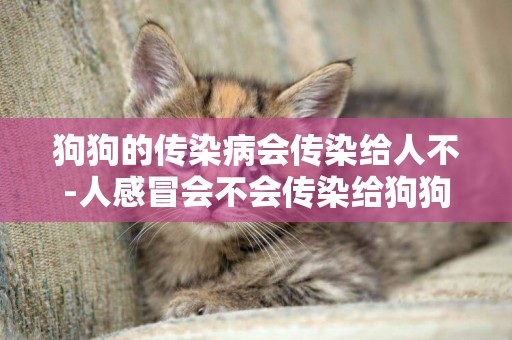狗狗的傳染病會傳染給人不-人感冒會不會傳染給狗狗