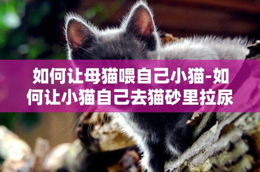 如何讓母貓喂自己小貓-如何讓小貓自己去貓砂里拉尿