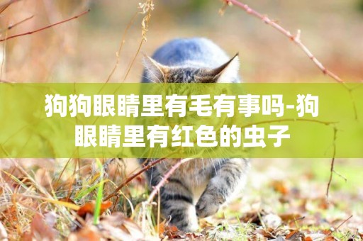 狗狗眼睛里有毛有事嗎-狗眼睛里有紅色的蟲子