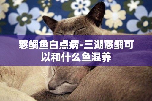 慈鯛魚白點病-三湖慈鯛可以和什么魚混養