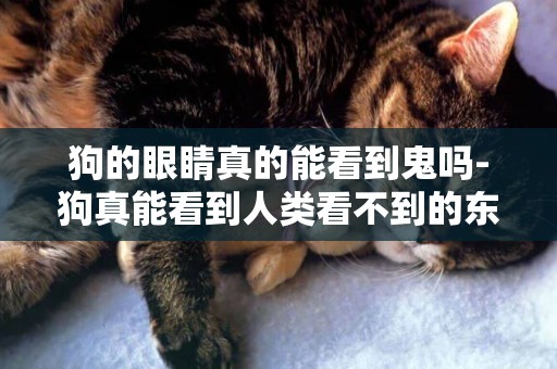 狗的眼睛真的能看到鬼嗎-狗真能看到人類看不到的東西