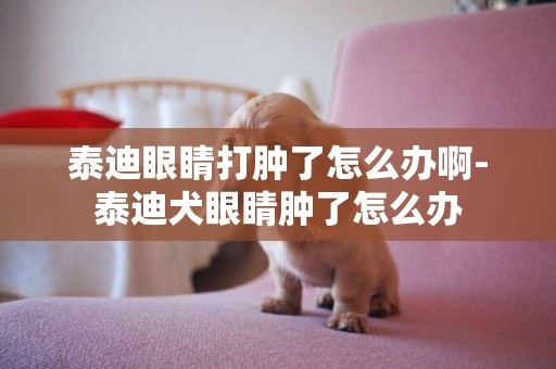 泰迪眼睛打腫了怎么辦啊-泰迪犬眼睛腫了怎么辦