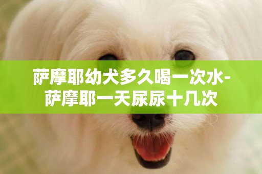 薩摩耶幼犬多久喝一次水-薩摩耶一天尿尿十幾次