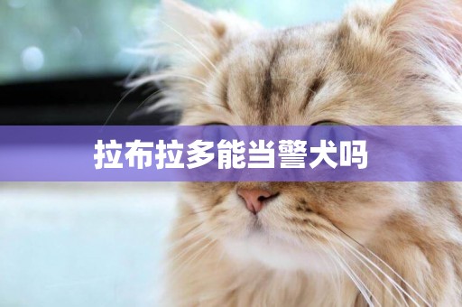 拉布拉多能當警犬嗎